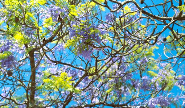 trees in blossom